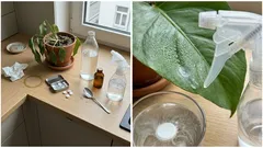 Rozkrusz aspirynę w wodzie: kiedy roślinom pomaga, a kiedy może zaszkodzić